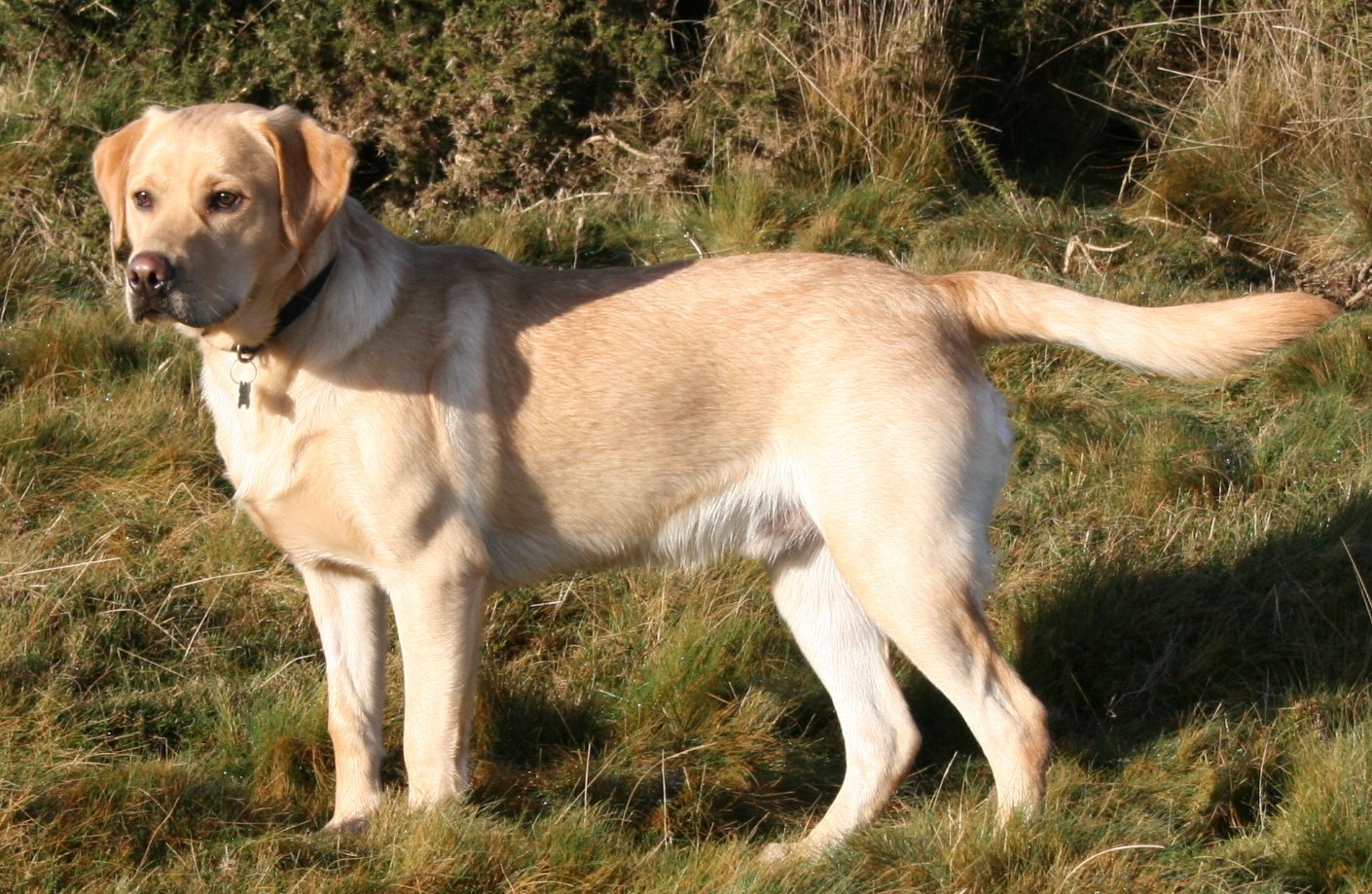 Happy Labrador pet care
