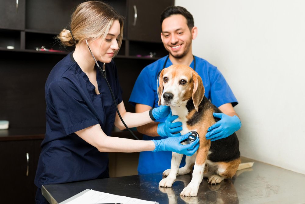 Dr Katre Pet Clinic care environment