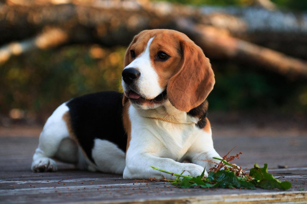 Happy Beagle pet care