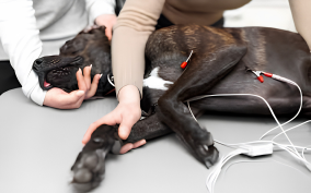 Pet ECG services