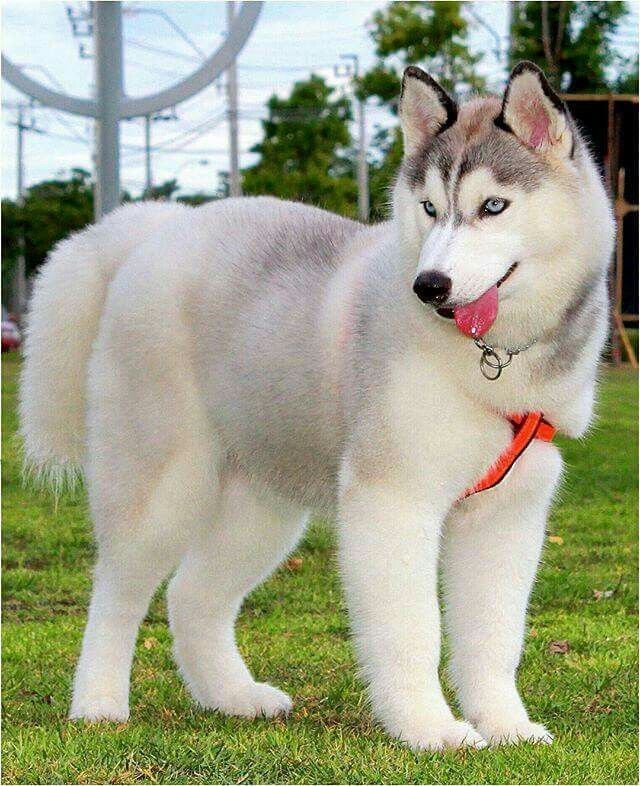 Veterinary care guidance