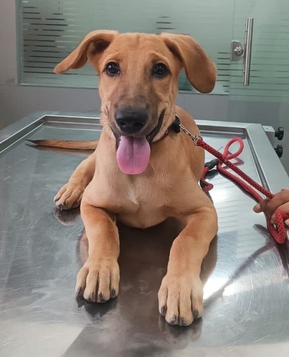 Pet wellness guidance