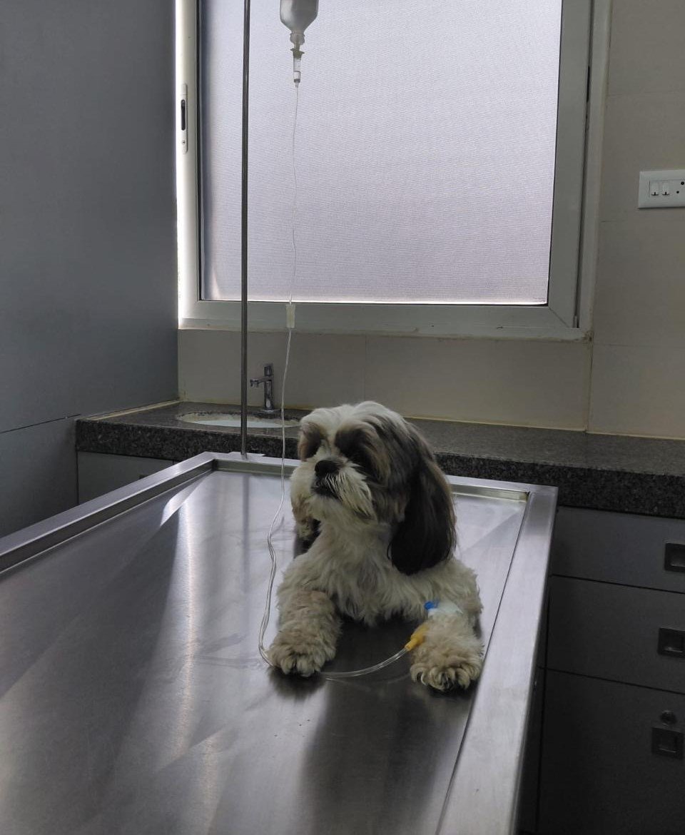 Veterinary care guidance