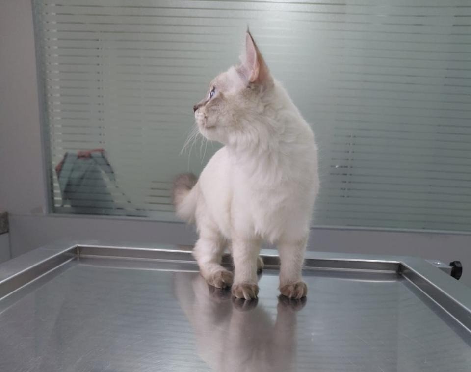 Pet clinic gallery 6