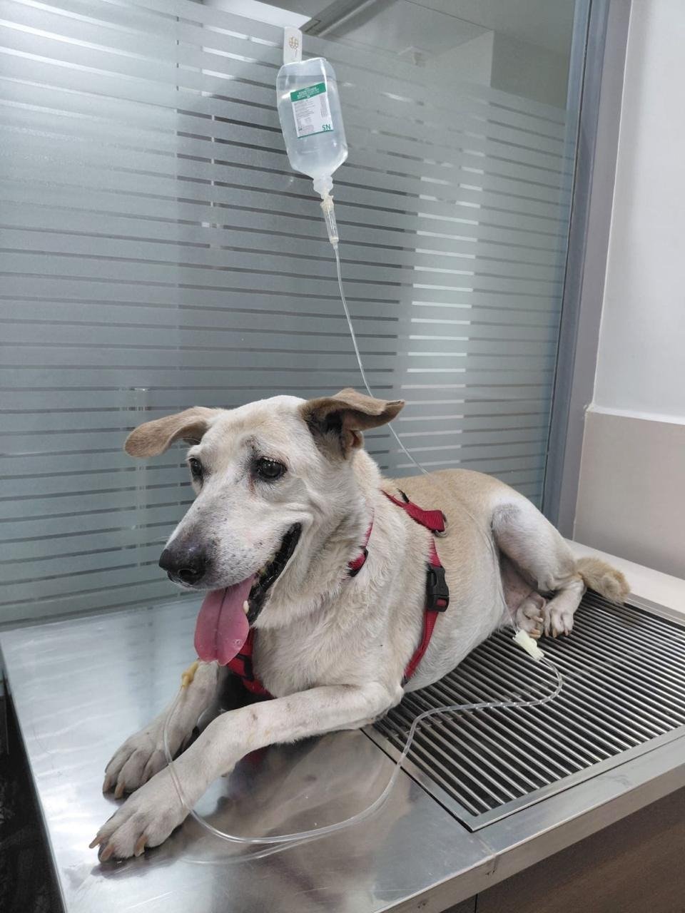 Pet clinic gallery 6