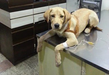 Pet clinic gallery 6