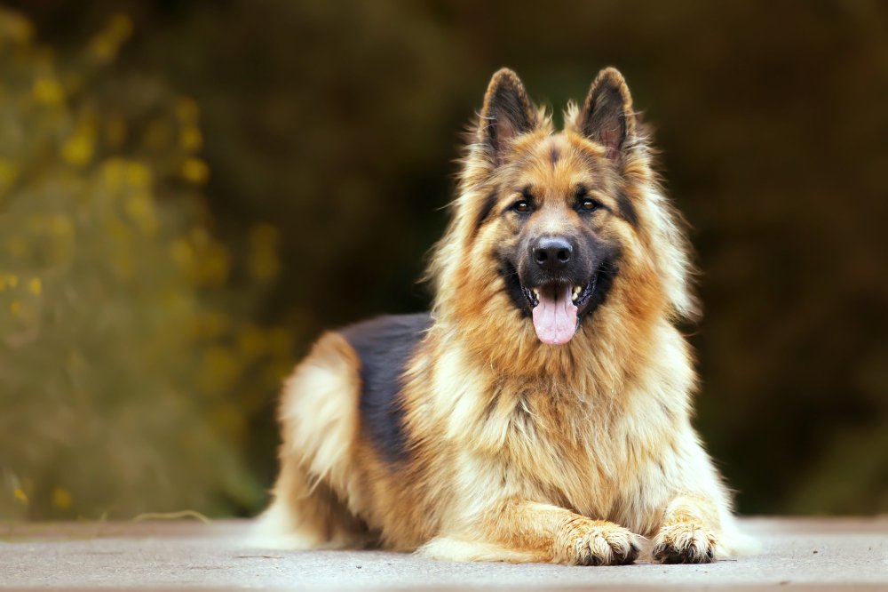 Happy German Shepherd pet care