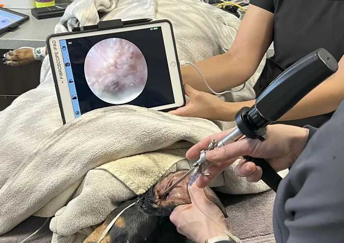 Veterinary video otoscopy