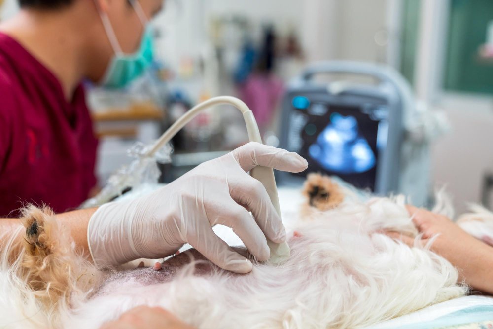 Veterinary ultra sonography